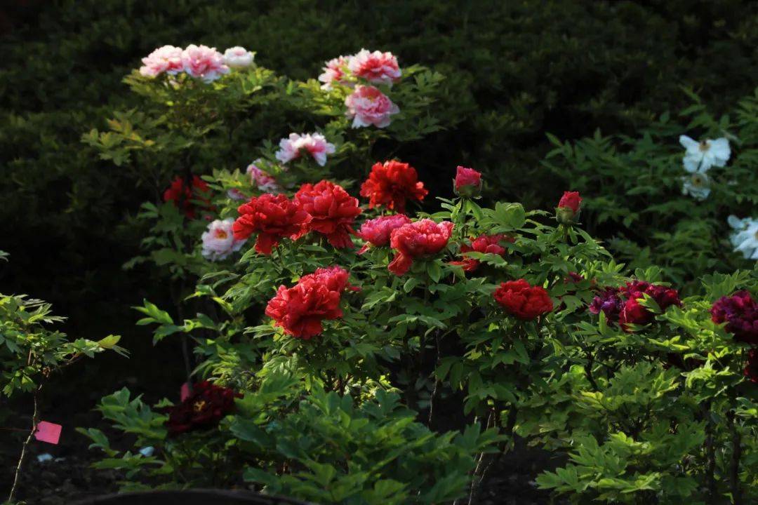 曲二|【居民投稿】牡丹盛开竞峥嵘——中山公园牡丹花美图赏