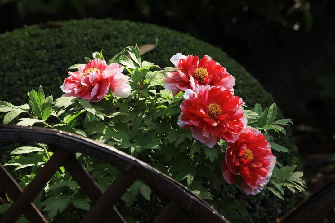 曲二|【居民投稿】牡丹盛开竞峥嵘——中山公园牡丹花美图赏