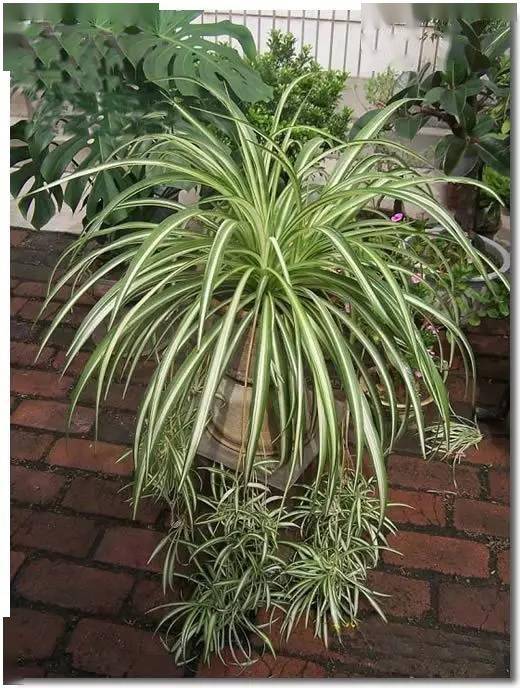 瀑布一样的垂吊植物怎么可以这么美!