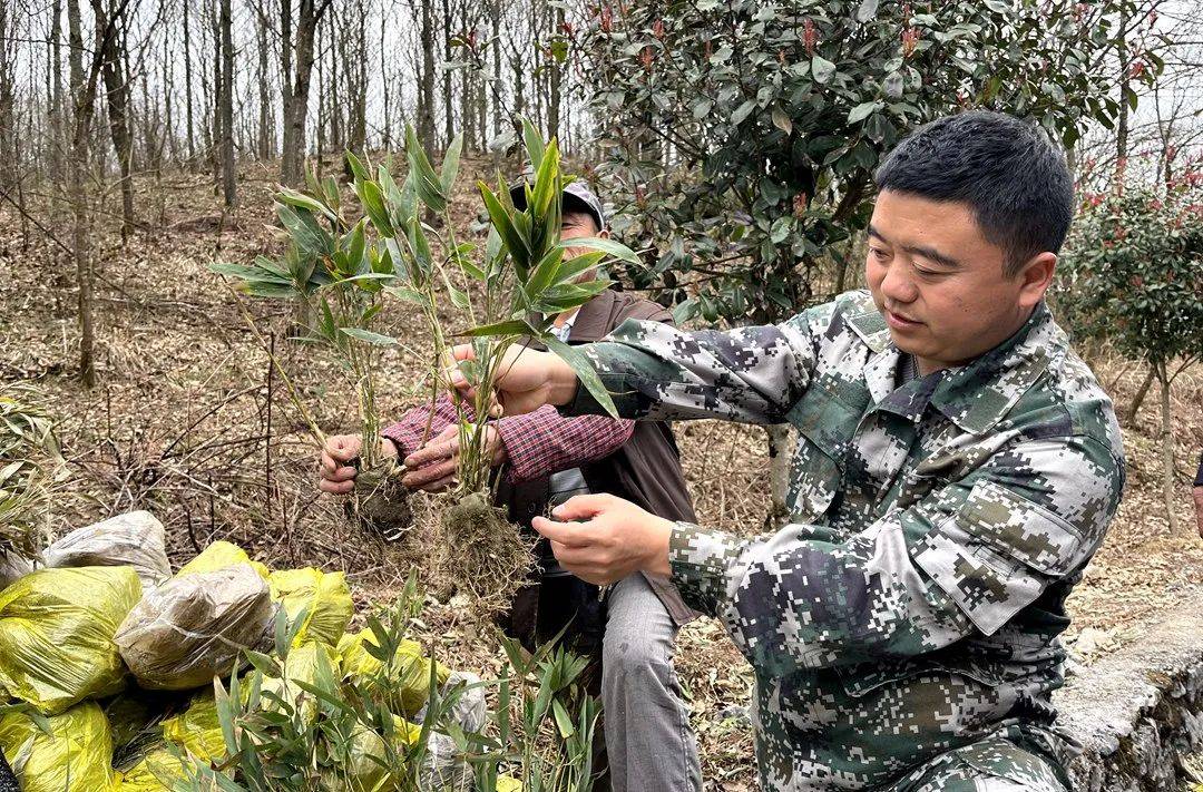 【乡村行 · 看振兴】洛龙镇:林下种植方竹3万株