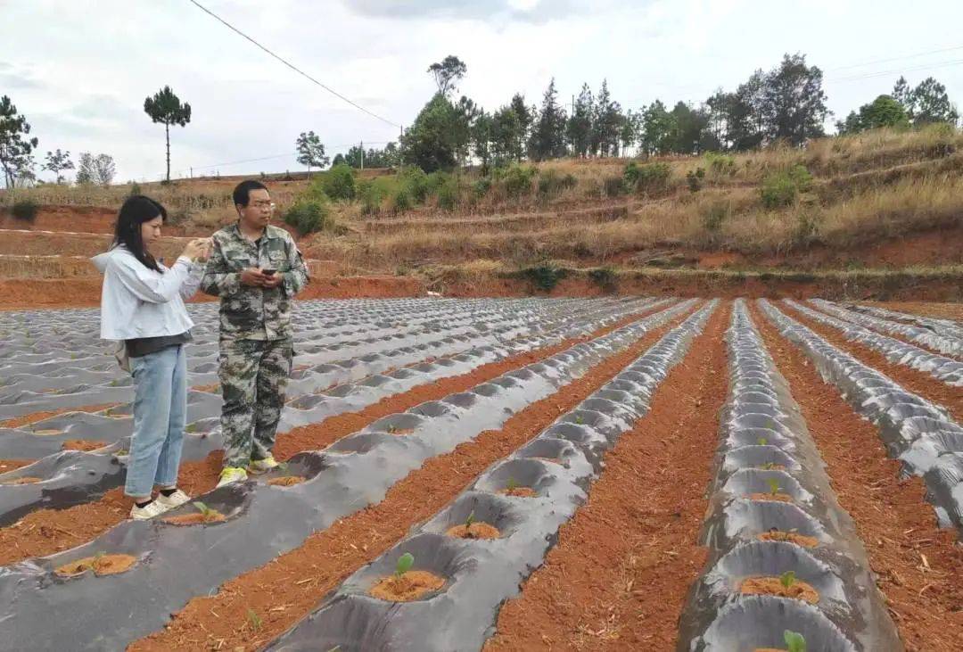 峨山大龙潭乡:干群协力抓移栽