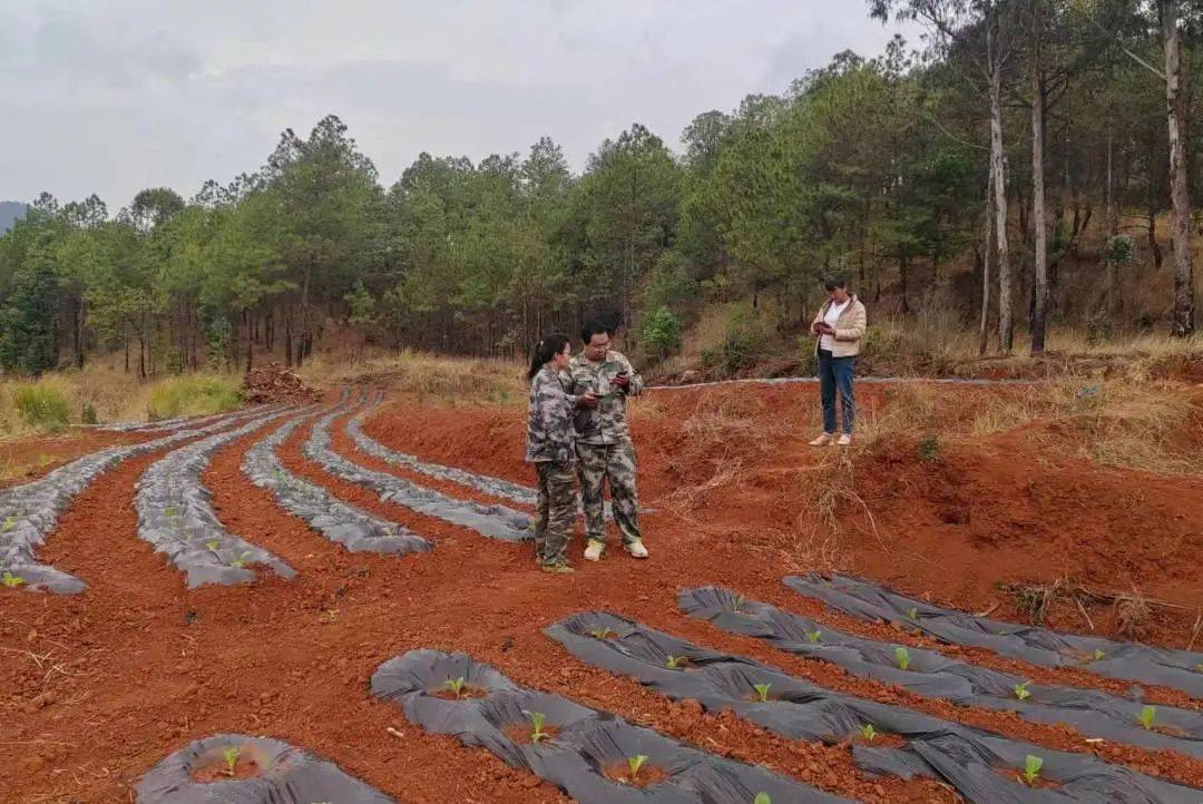 峨山大龙潭乡:干群协力抓移栽