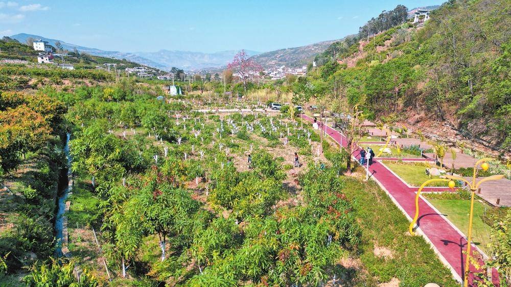 龙头村芒果种植基地在华坪县荣将镇龙头果色天香乡村振兴示范点芒果