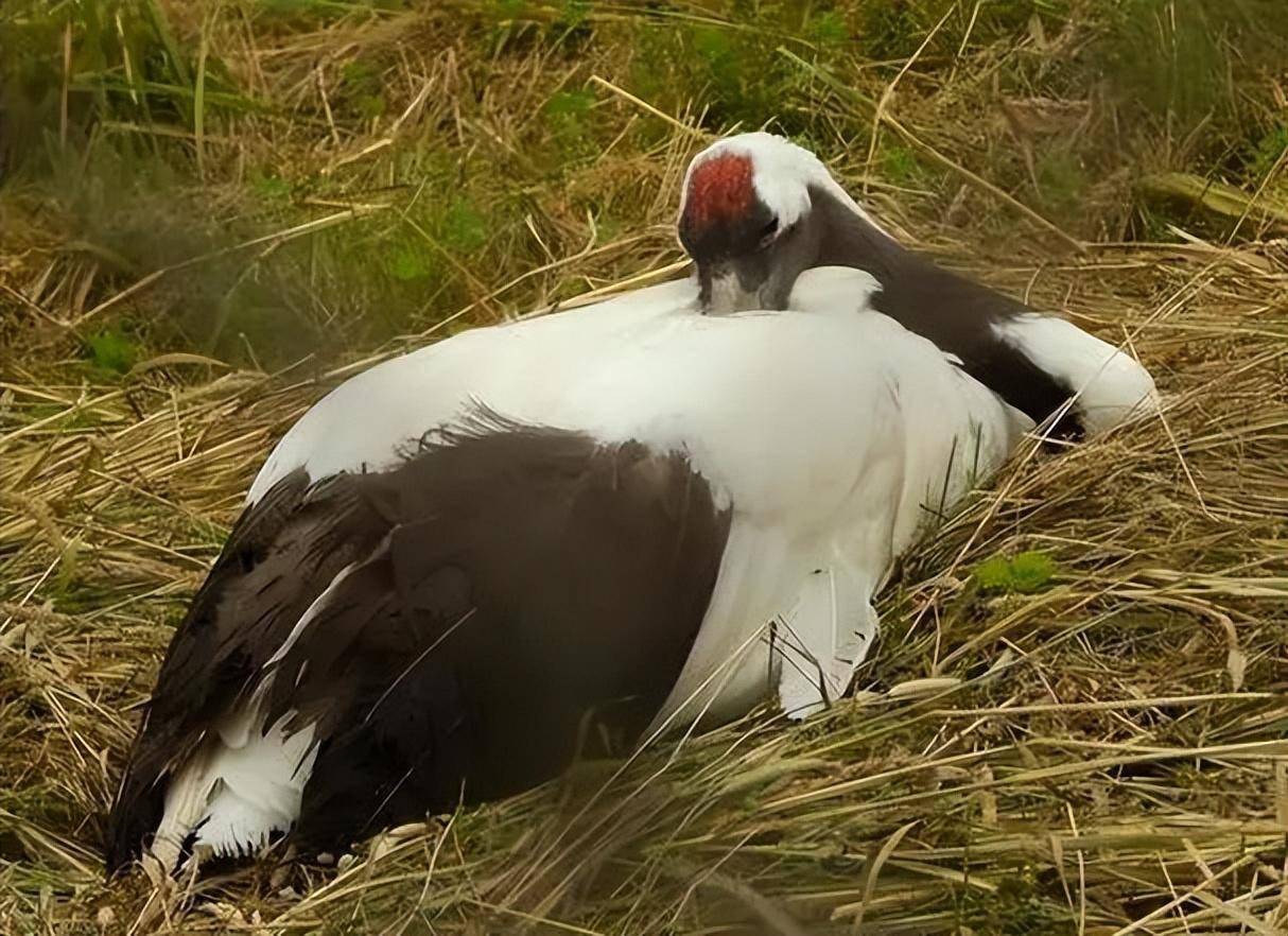 白枕鹤连杀两任"丈夫",爱上美国饲养员,一人一鹤终成"夫妻"