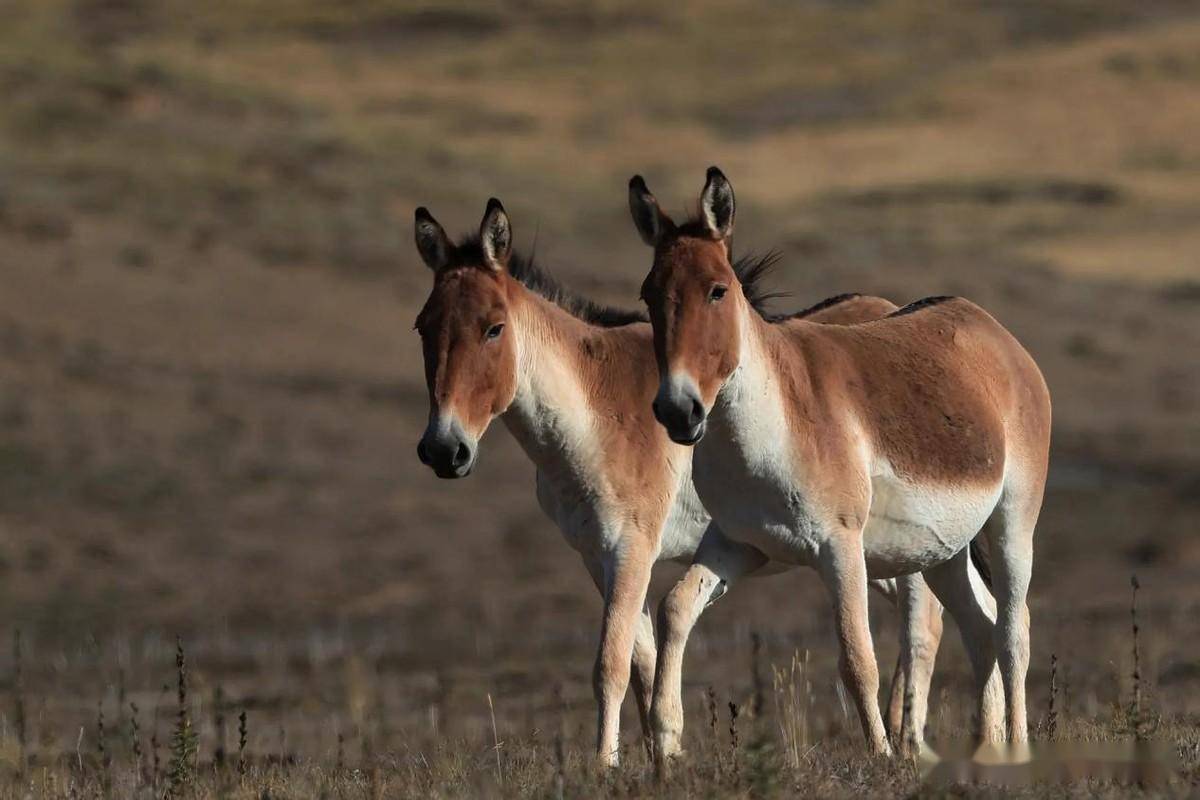 此外,在印度北部,巴基斯坦等地也有少量分布.