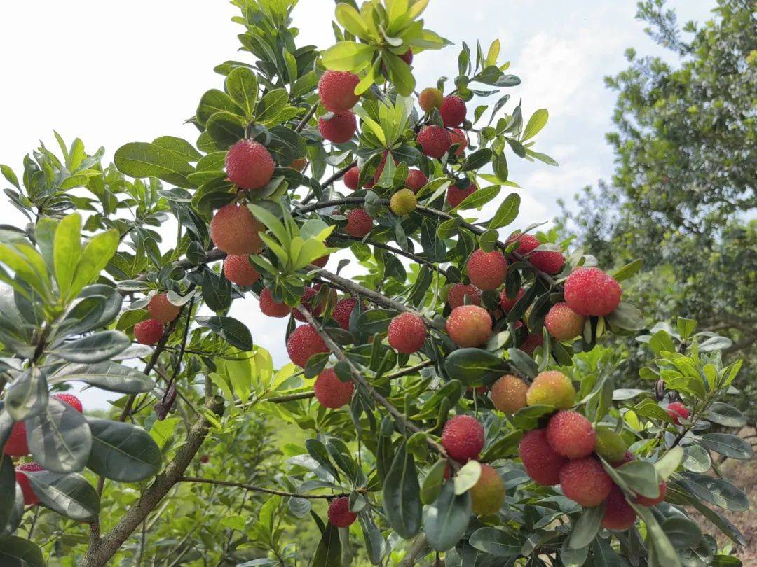 白沙杨梅陆续成熟采摘啦!