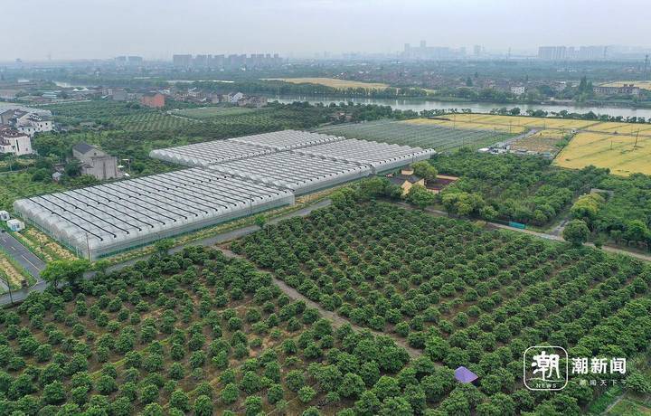 五月枇杷满树金 杭州塘栖枇杷进入采摘季