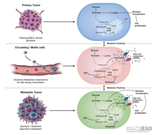 癌细胞是如何发生转移的?