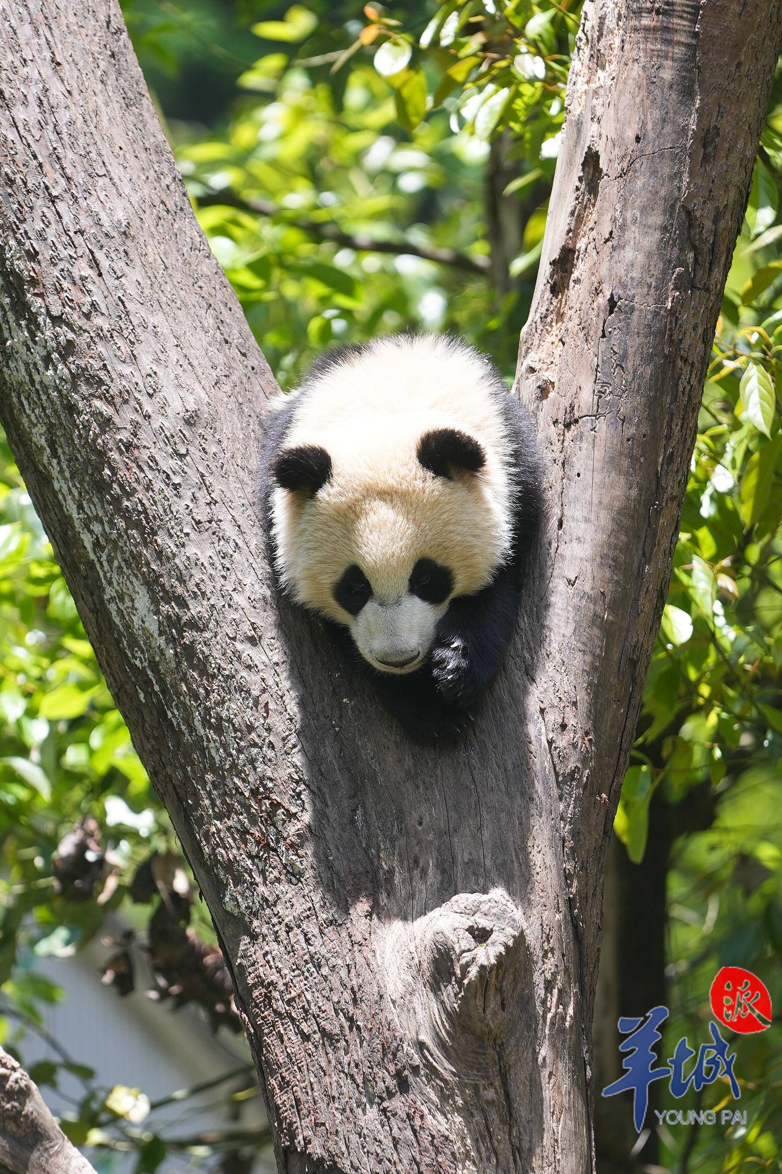 漫步在神树坪基地内,确如郎舜筠所说,随处都能看到大熊猫的身影:成年