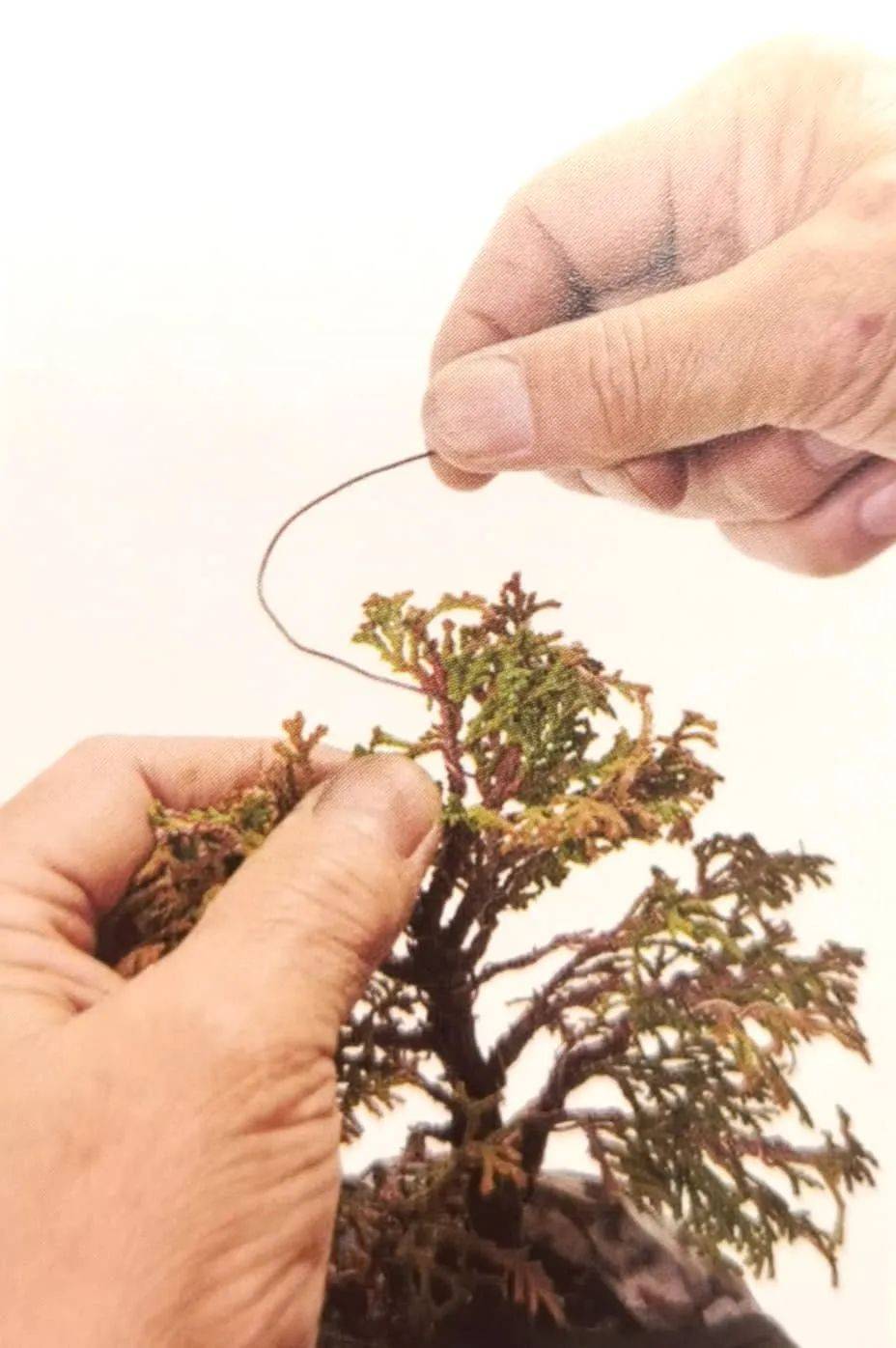 盆景案例:云片柏的叶片细密如云,一修剪,一蟠扎,立马见效!