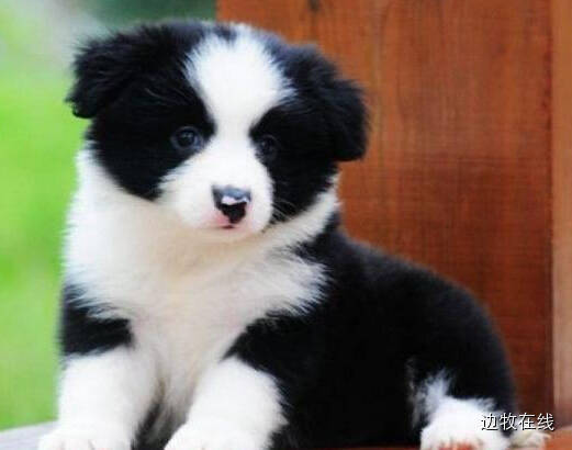 边牧专栏丨边境牧羊犬胆子太小怎么办?