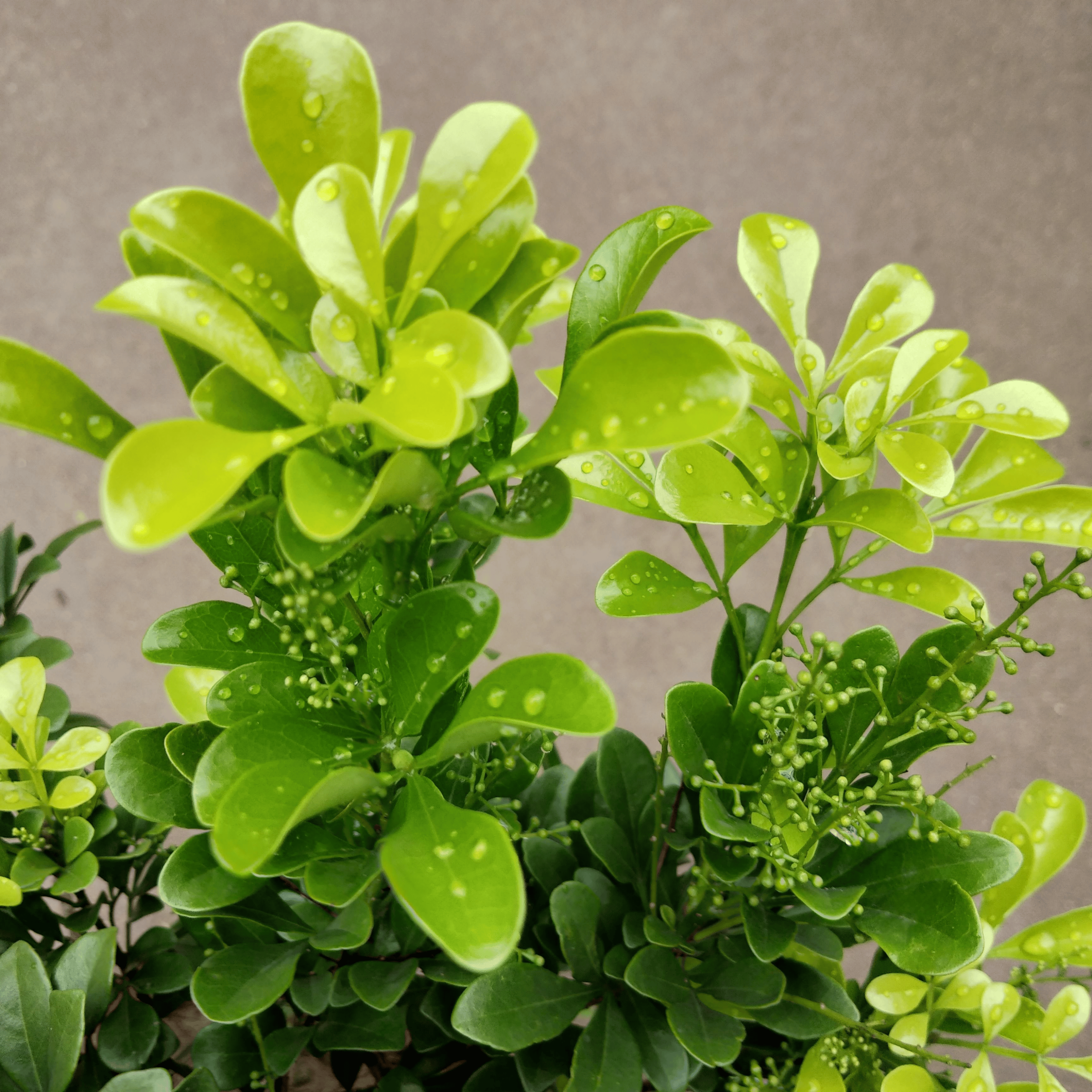 养米兰花,记住"3个"技巧,开花不断,花繁叶茂,长叶又开花