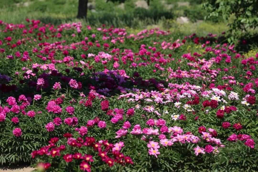 北京"五月花神"花开成海,浪漫如画!快来get你的专属花海大片!