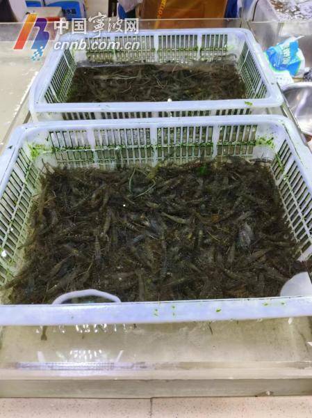 半个月河虾价格跌了近一半 不少宁波人最近都在买