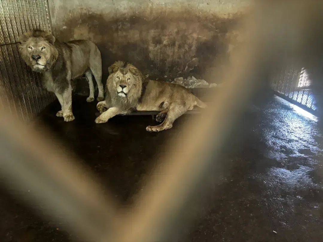 野生动物园被曝20只东北虎死亡