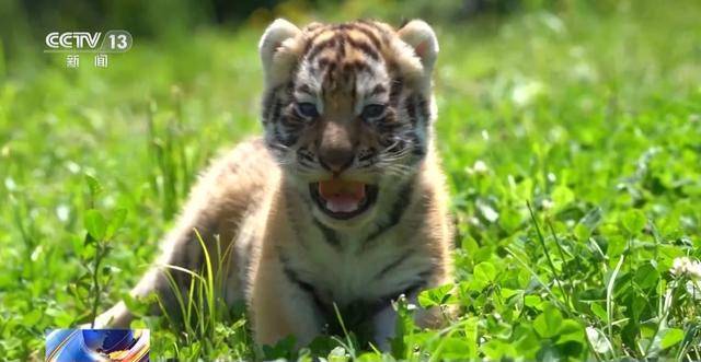预约了一只虎宝宝图片图片