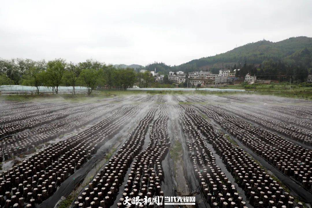 织金县桂果镇:陌上山水秀 田园产业兴