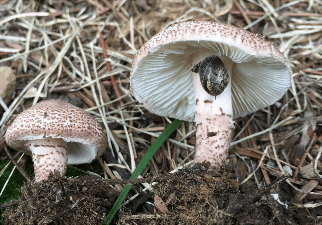 我国_红菇_中毒事件