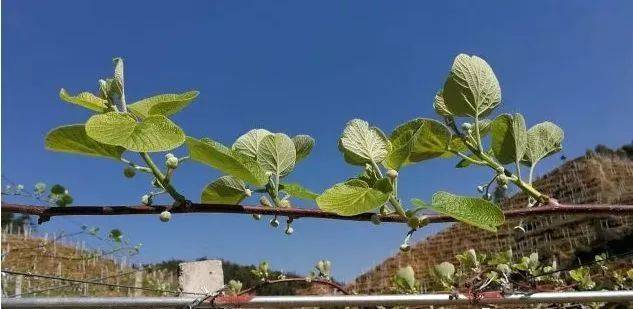 猕猴桃全年四次施肥,花后20~30天抓紧施促果肥