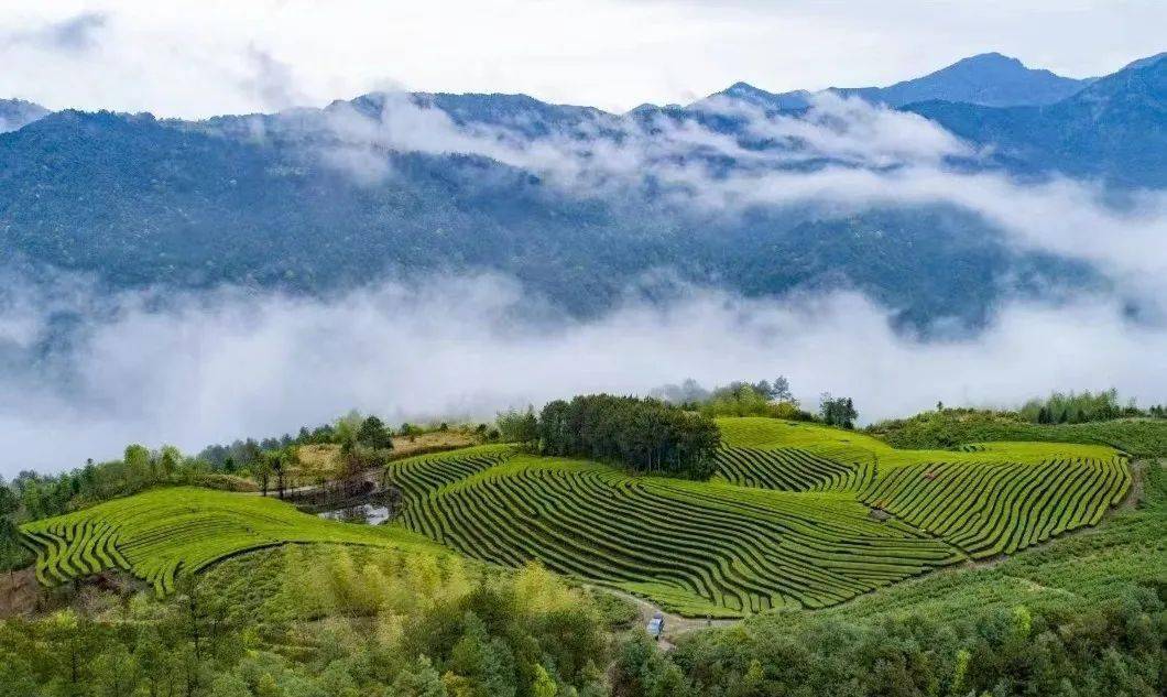 专业采购指南 | 第六届国际茶博会优选展商之政府展团,国际篇