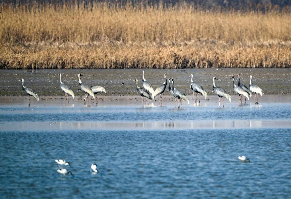 这是2024年3月13日在天津七里海湿地自然保护区拍摄的候鸟.