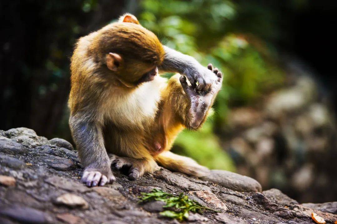 5.19中国旅游日——与您探秘"国宝华南虎的故乡"·梅花山