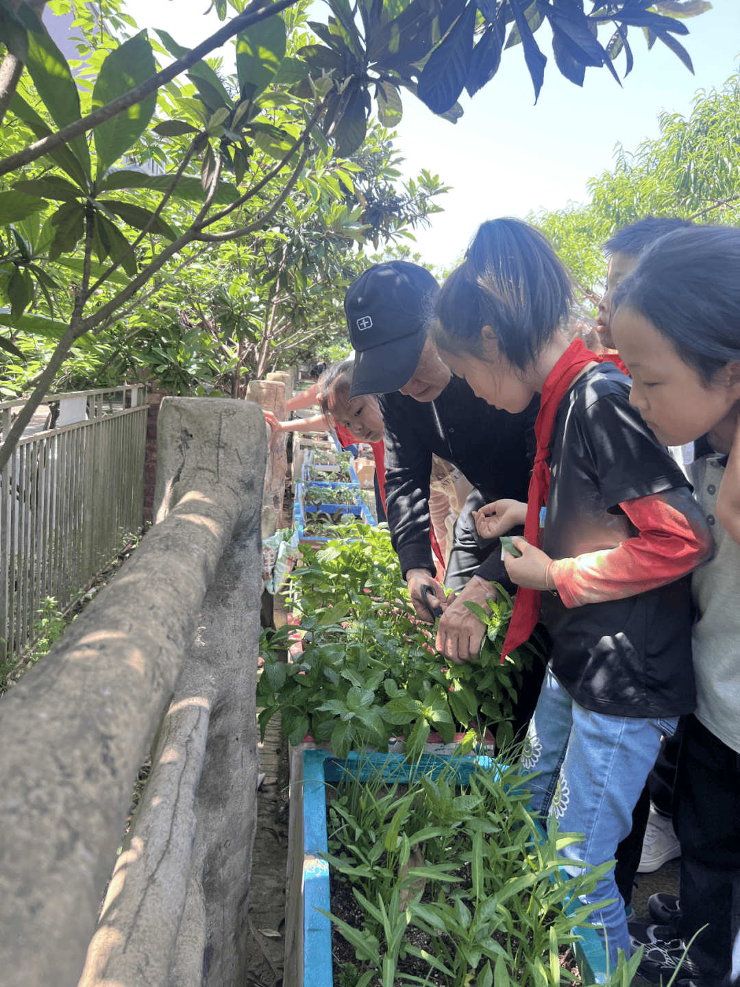 【协同育人】趣寻种植乐 感悟劳动美——记金陵小学和园校区张自忠