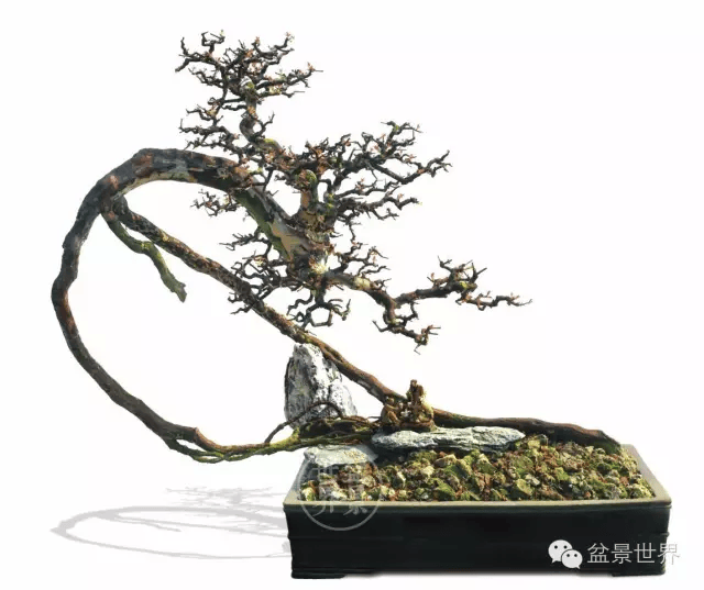 (雀梅)▲广西余丕远作品《奋蹄》(罗汉松)第十届云南省盆景展(宜良)