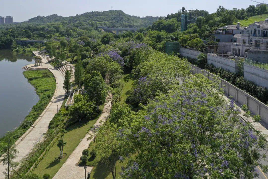 邂逅初夏之美!御临河畔蓝花楹浪漫绽放