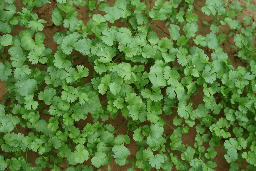 《创业史》以梁生宝互助组的发展为线索,表现了中国农业社会主义改造