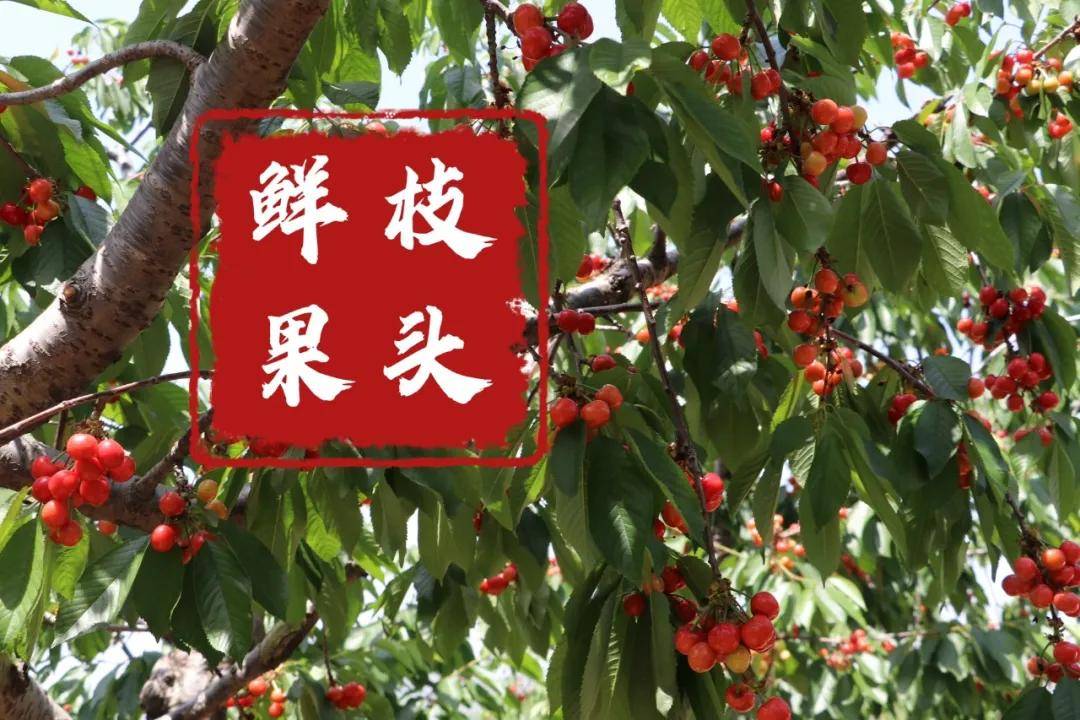 2024年莒南坪上(厉家寨)樱桃大荟即将开幕!