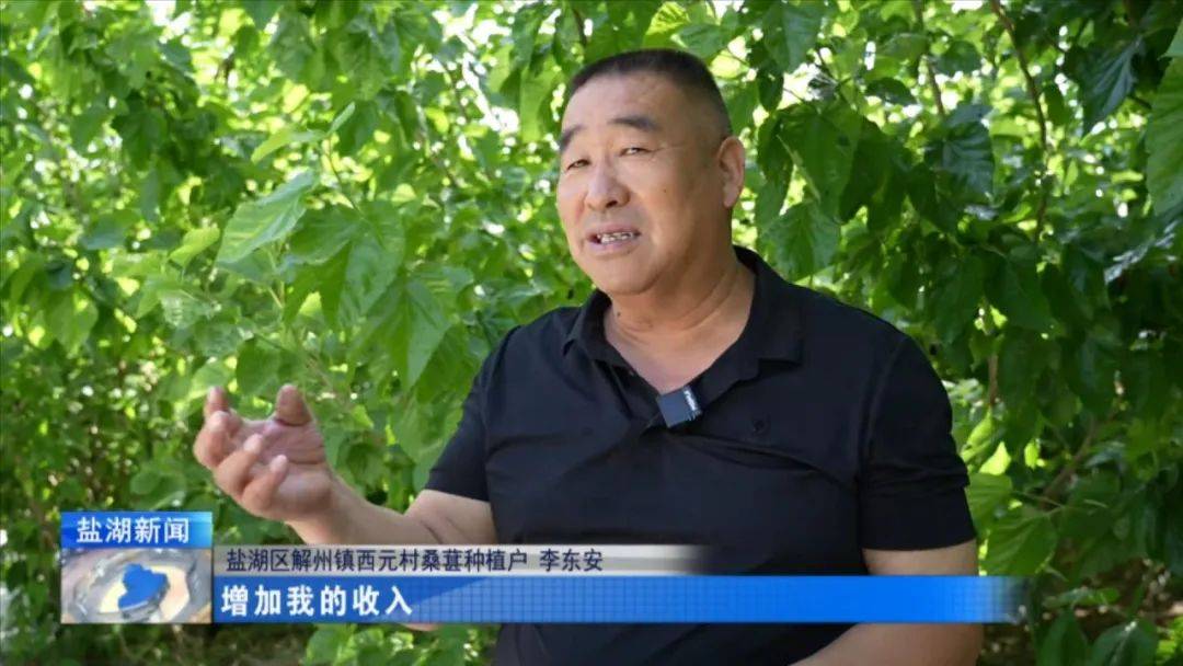 桑葚成熟采摘忙 乐了游客富了农_解州镇_盐湖区_东安