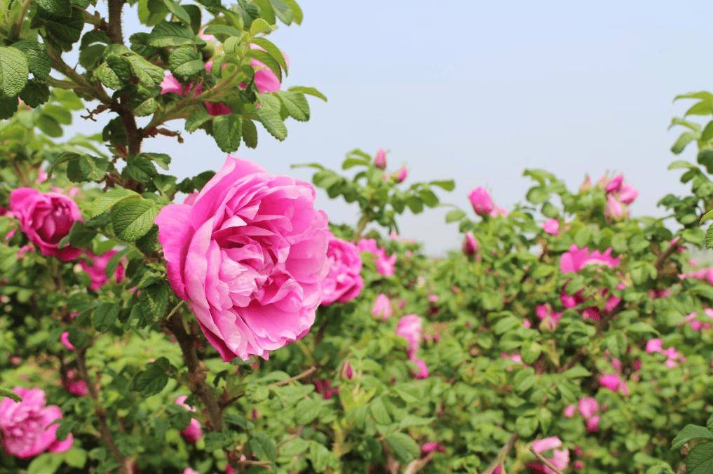 山东平阴玫瑰花正值产新