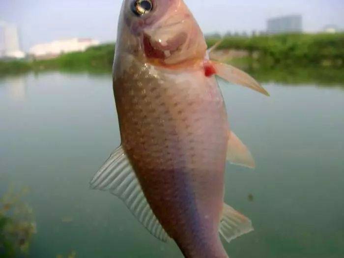 曾经作为皇室贡品的"禾花鱼"骨软无腥味,令人垂涎