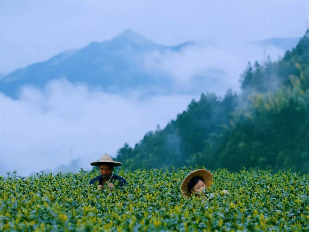 公益丨这是一个遂昌春山与茶的故事