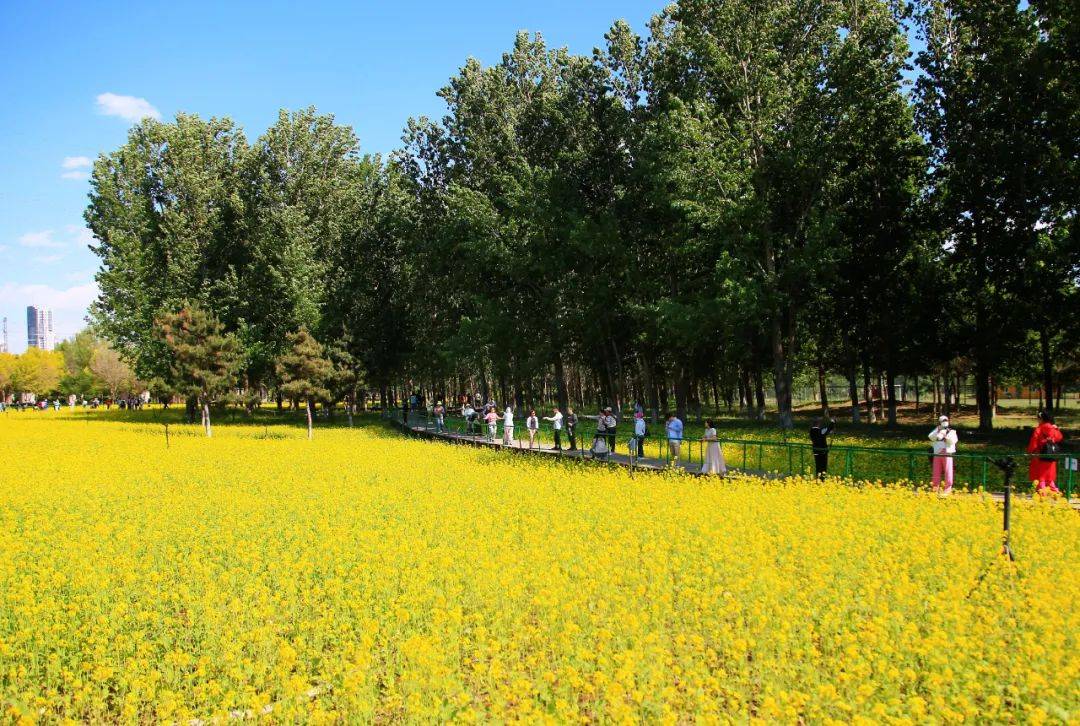 沈阳最大花海!免费!_油菜花_旅游_公园