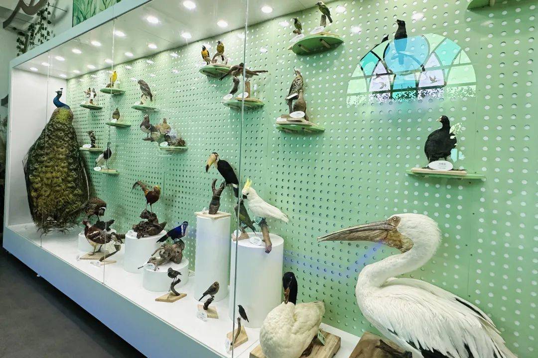 湖北博物馆鸟喙图片