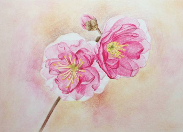 教程 | 十五分钟学会画彩铅樱花