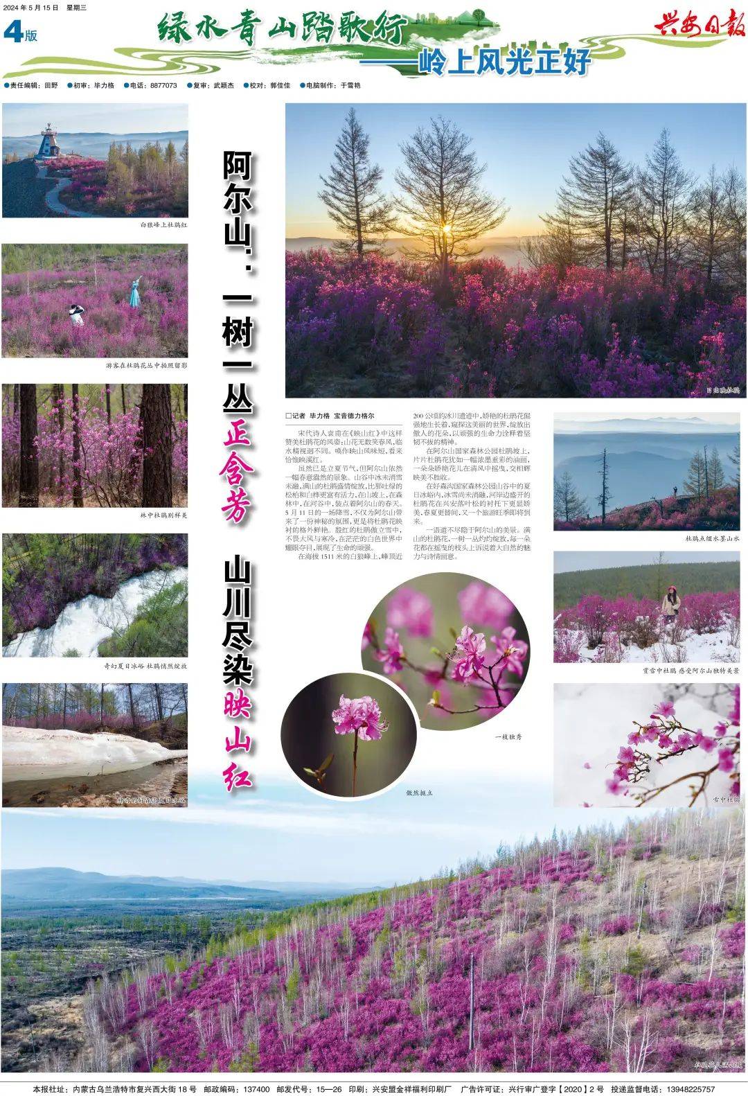 日出映杜鹃白狼峰上杜鹃红游客在杜鹃花丛中拍照留影虽然已是立夏节气