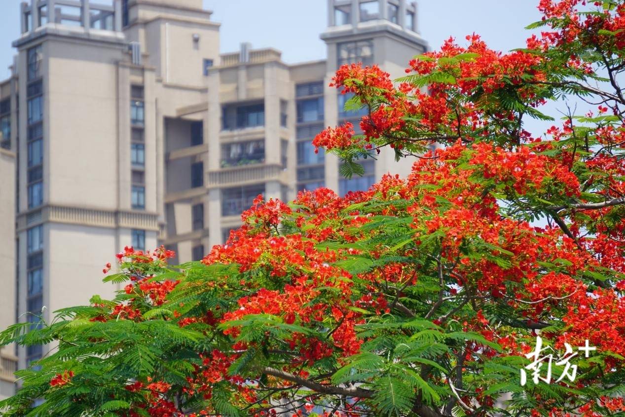 凤凰花开,初夏的花都"红了"