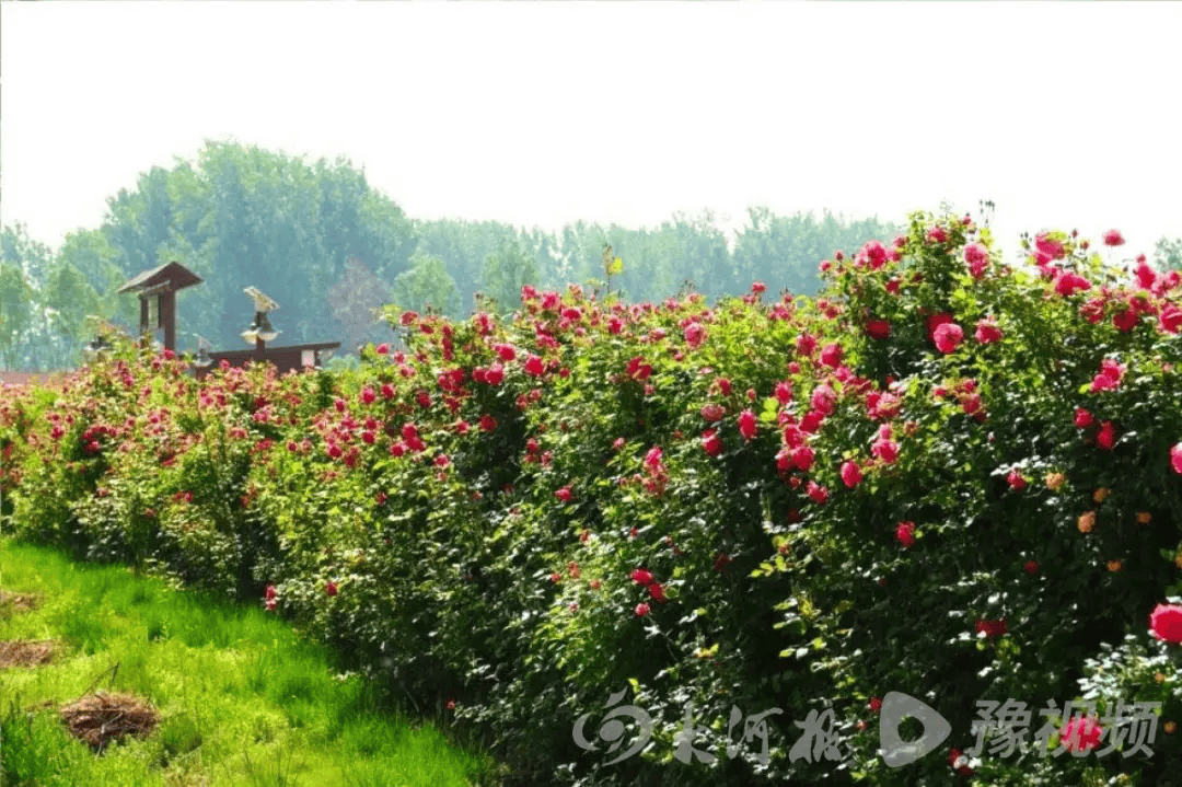 河南多景區(qū)免票！就在本周末→