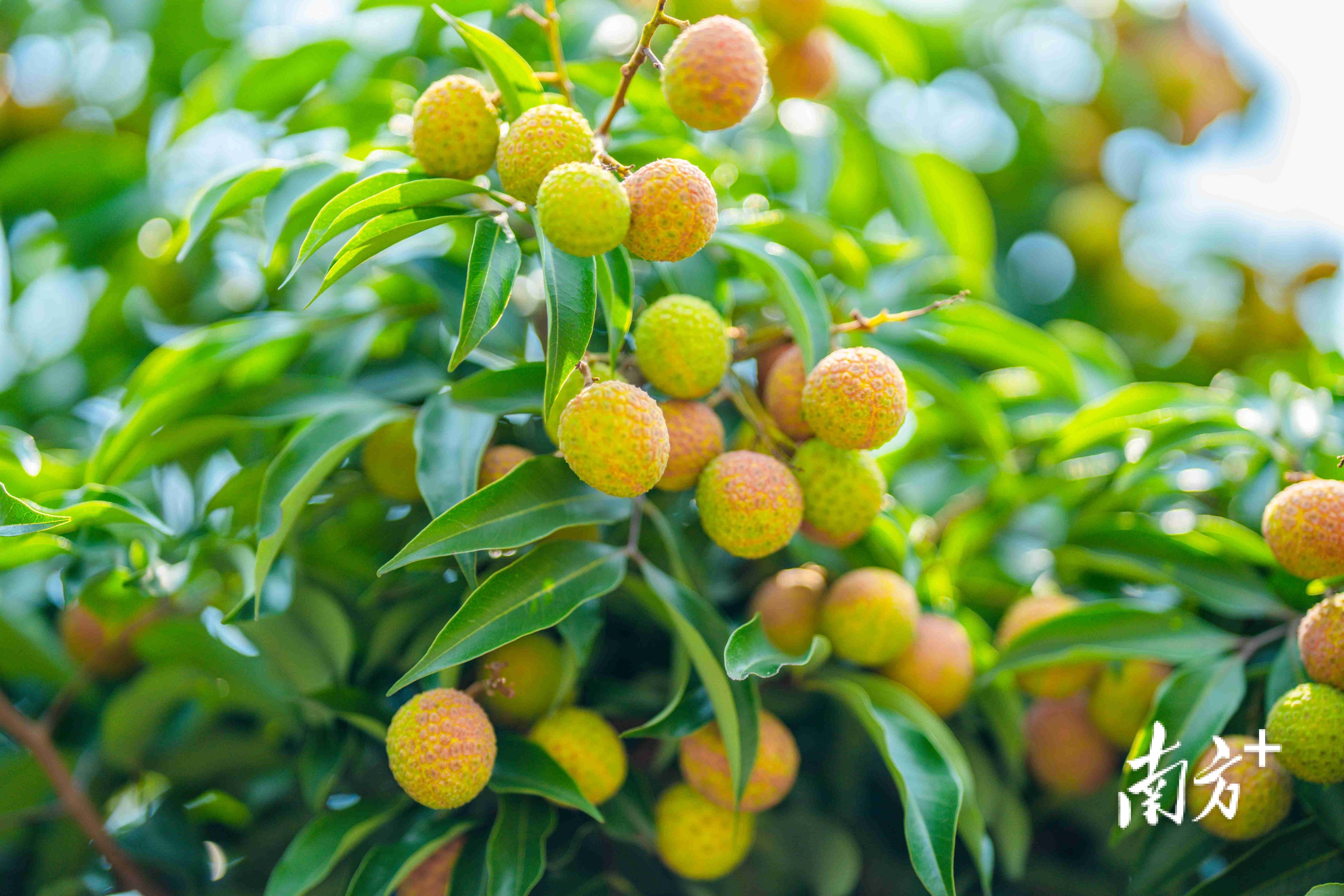 荔枝_产业_龙眼