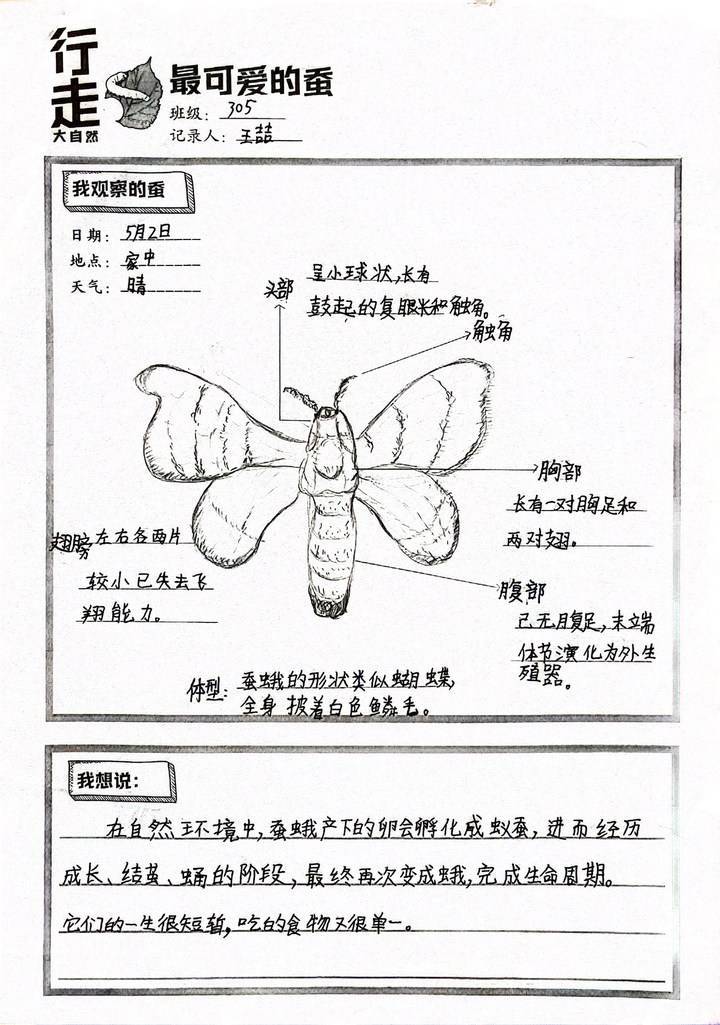 养蚕,亮灯,生态瓶,太阳系模型……小伢儿"科创 "大赛好精彩