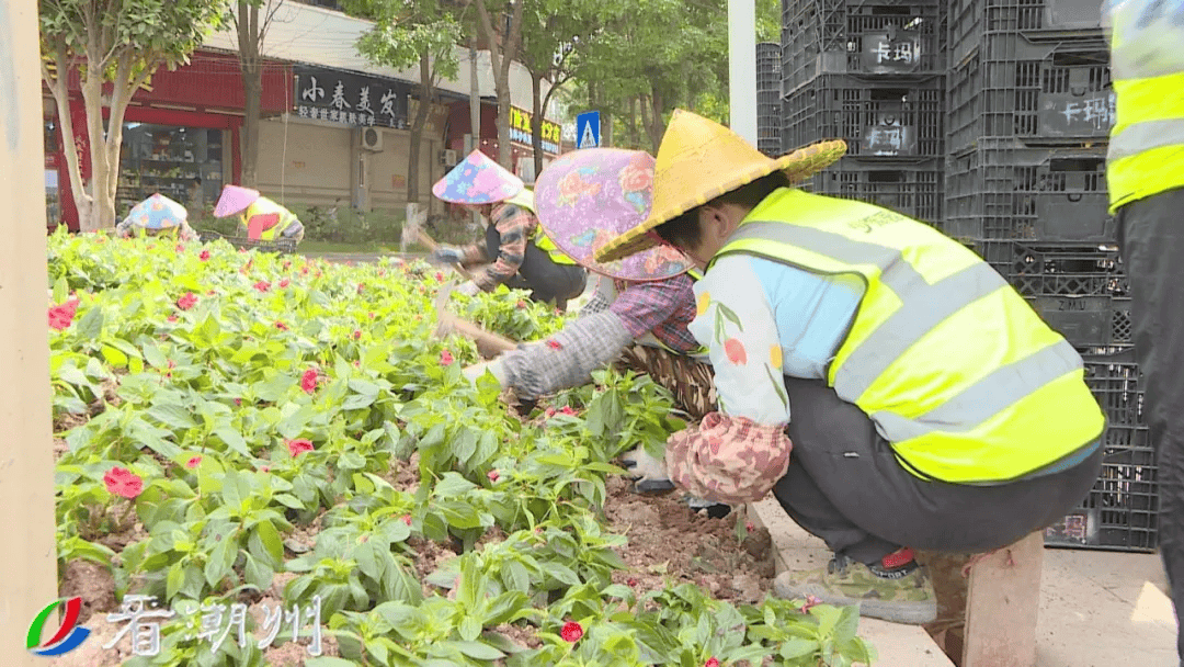 时花“上新” 15万株扮靓凤城街头_工作_种植_市民