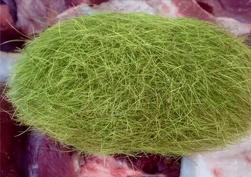 福建村民杀猪时掏出"怪蛋",通体绿毛值600万?专家:这不是猪宝