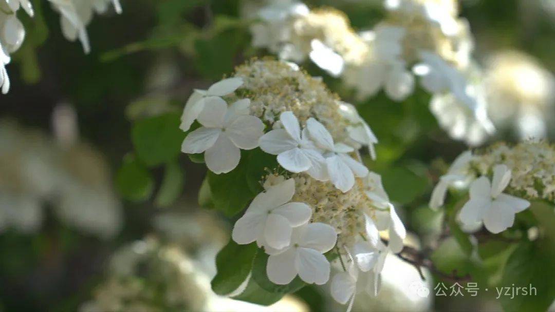 春风十里看我"家":"香"传