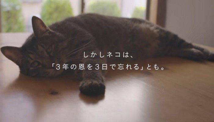 日本人做了这样一个实验…看完后都想养猫了!