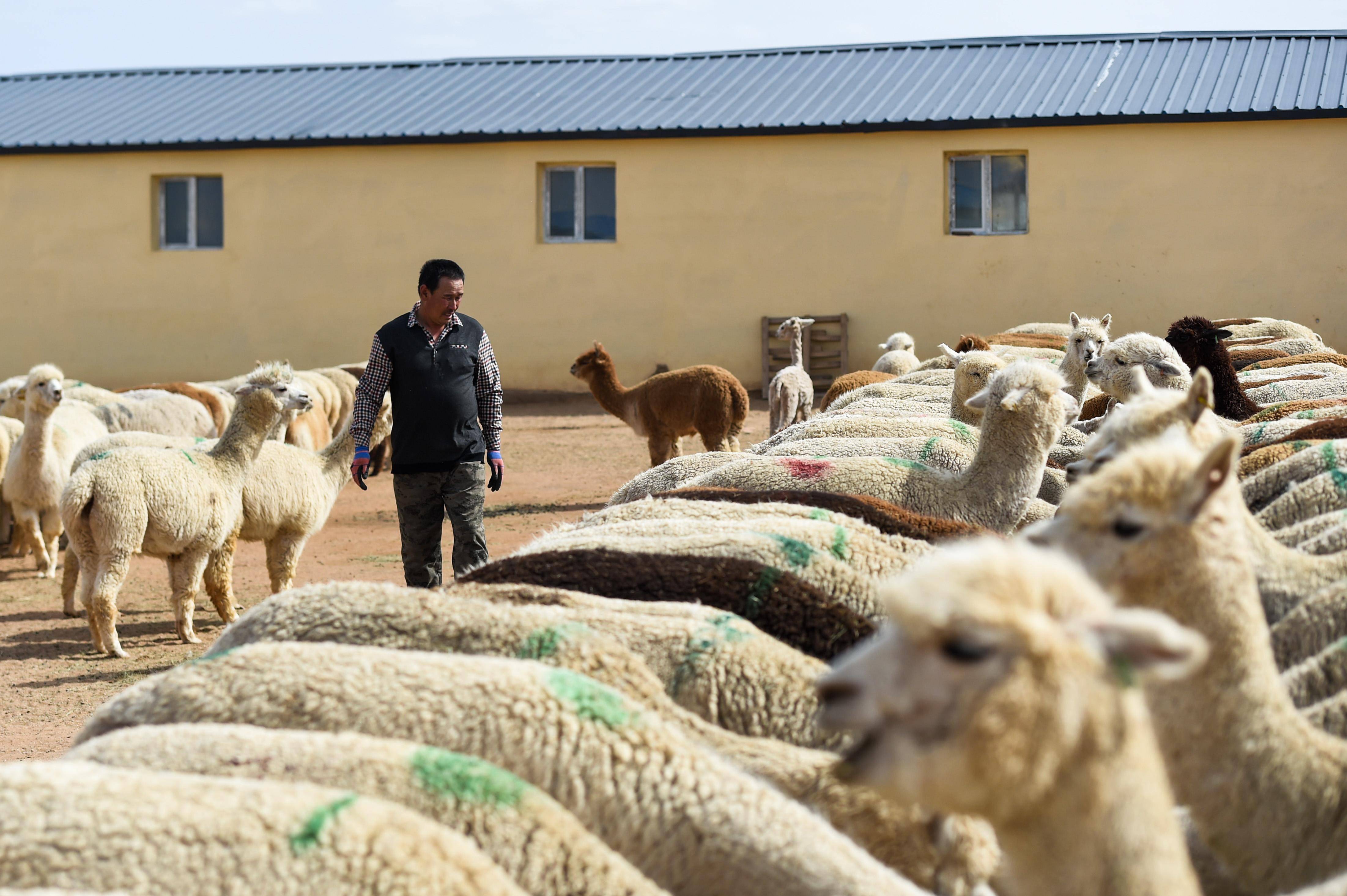 内蒙古苏尼特左旗:羊驼养殖促增收