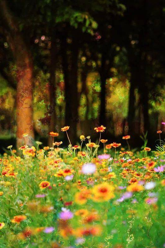 朗诵| 心若丰盈,人生处处皆风景_生活_心灵_从容