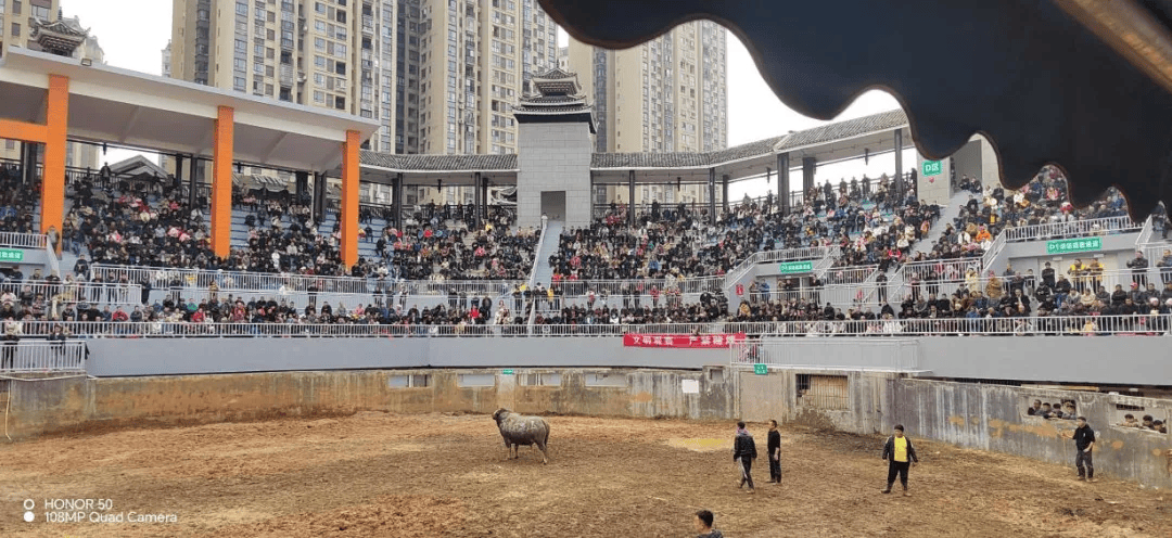 速看!5月18日凯里举行斗牛表演赛